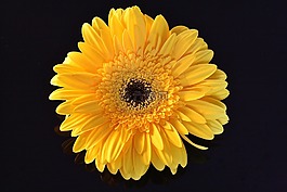 花,黃色,雛菊
