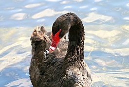 天鵝,黑色,鳥