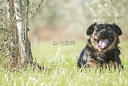 狗,草,自然