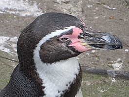 洪堡企鵝,企鵝,動(dòng)物園