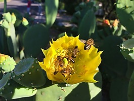 開花的仙人掌,蜜蜂,黃色