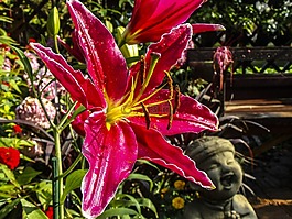 feuerlilie,花,开花