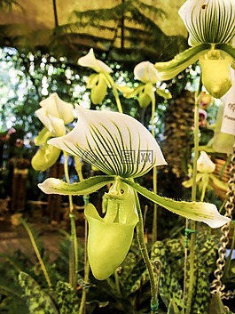 蘭花,花,開花