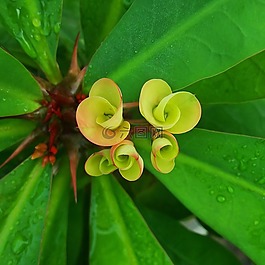 花,仙人掌,花卉