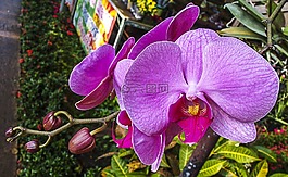 蘭花,花,開花