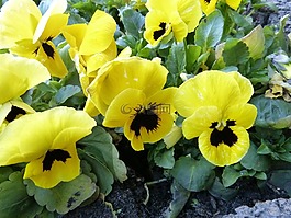 潘茜,黃色,開花