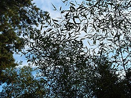 天空,竹林,大自然