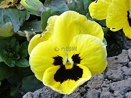 潘茜,黃色,開花
