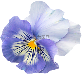 潘茜,藍(lán)色,紫