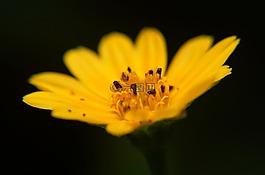 鮮花,花園,黃色