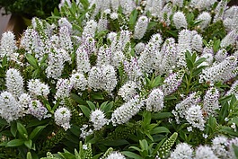 鮮花,植物,韋白