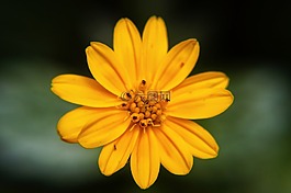 性質(zhì),鮮花,花瓣
