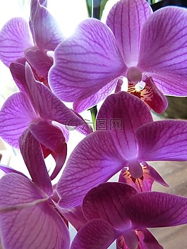 蘭花,紫,紫丁香
