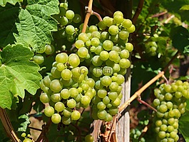 酒,mosel,葡萄藤