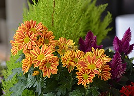 鮮花,雛菊,橙色