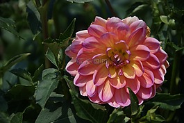 大麗花,花,花園