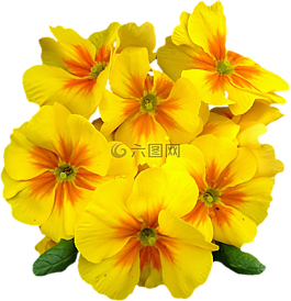 報(bào)春花,春天,鮮花
