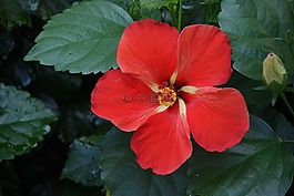 槿,紅色,花