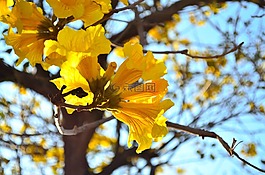 黃金風鈴木,花,黃色