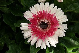 非洲菊菊花,花,花的