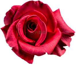 玫瑰,紅色,開(kāi)花