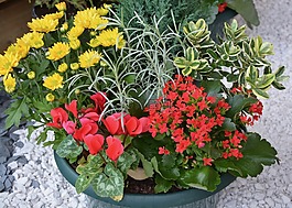 鮮花,植物,開花的植物
