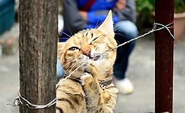 貓,動物,可愛