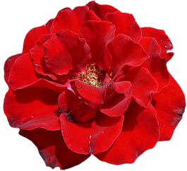 玫瑰,紅色,開花