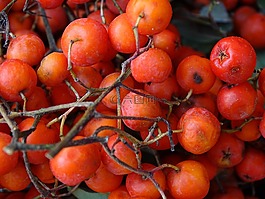 山灰,rowanberries,橙色浆果