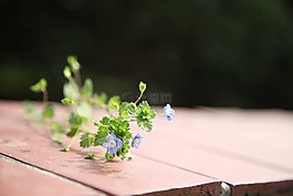 風景,花朵,春天
