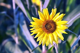 向日葵,花,黃色