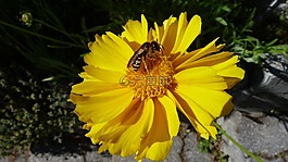 花,黃色,昆蟲