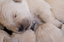 小狗,金,獵犬