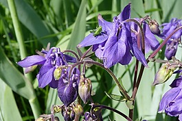 鮮花,昆蟲(chóng),宏
