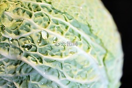 薩沃伊,薩沃伊白菜,科爾