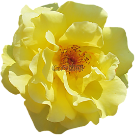 玫瑰,開花,黃色