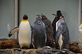 企鵝,動物園,南極洲