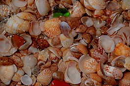 貽貝,海灘,水