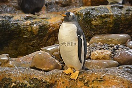 企鵝,動物園,南極洲