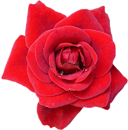 玫瑰,紅色,開花