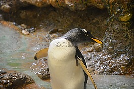 企鵝,動(dòng)物,動(dòng)物園