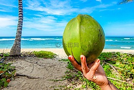椰子,海灘,夏季