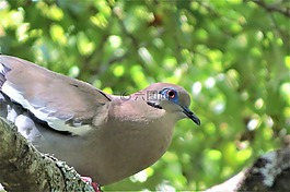 鴿子,鳥,野生