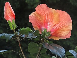 芙蓉,開花,按鈕