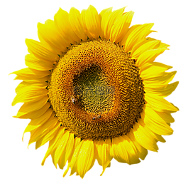 太陽花,開花,夏季