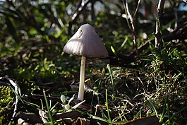 蘑菇,菌類,苔