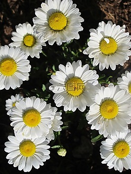 雛菊,鮮花,黃色