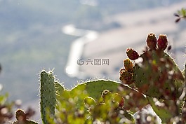 花椒梨,性質(zhì),植物