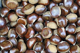 rihei板栗,板栗,秋季