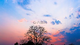 自然,云,樹